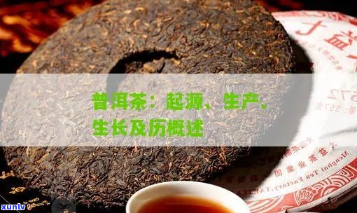 樟香普洱茶的起源与发展历程