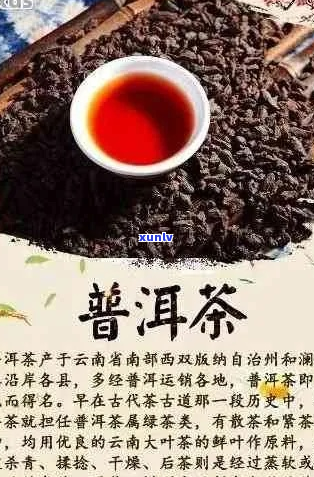 探索普洱茶界的领军：国内知名一览