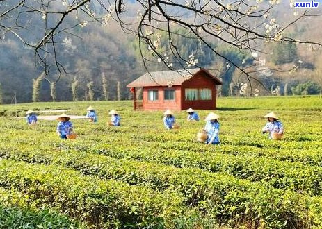 绿意盎然：探秘茶叶的种类及其绿色象征的含义