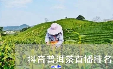 抖音小助手普洱茶红茶批发