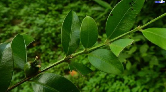 大叶普洱茶的完美储藏 *** 