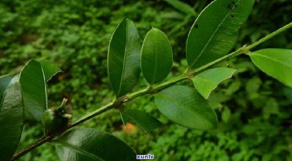 大叶普洱茶的完美储藏 *** 