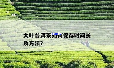 大叶普洱茶怎么保存