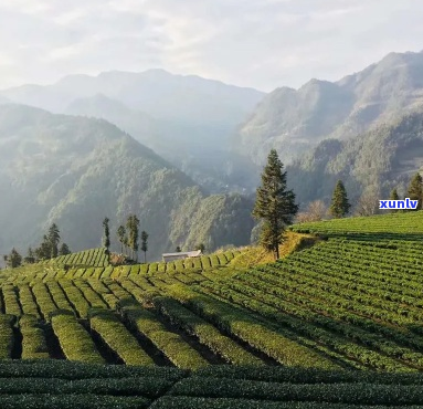 鹤峰茶是什么茶-鹤峰茶是什么茶类