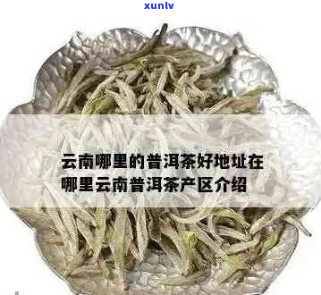 云南最有名的普洱茶有哪些